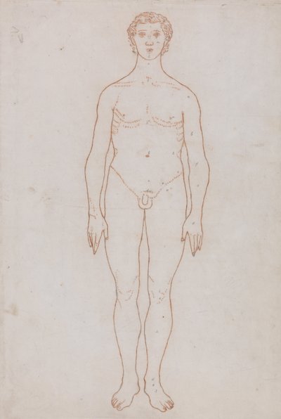 A Comparative Anatomical Exposition of the Structure of the Human Body with That of a Tiger and a Cow by George Stubbs